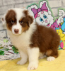 Foto №1. australian shepherd - zum Verkauf in der Stadt Oslo | 284€ | Ankündigung № 120269