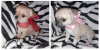 Zusätzliche Fotos: Chihuahua Welpen zu verkaufen