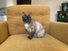 Zusätzliche Fotos: Sehr schöne Katze Taya als Geschenk
