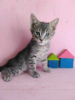 Zusätzliche Fotos: Die Kätzchen Almazik und Topazik suchen ein Zuhause!