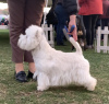 Zusätzliche Fotos: Die besten West Highland White Terrier-Welpen zu verkaufen