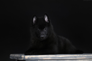 Foto №4. Ich werde verkaufen schipperke in der Stadt Kharkov. quotient 	ankündigung - preis - 505€