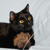 Zusätzliche Fotos: Zwei kohlschwarze Katzen Bagheera und Rusya suchen ein Zuhause