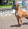 Zusätzliche Fotos: Deutscher Boxer, junger Hund