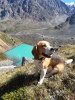 Foto №4. Paarung beagle in Russische Föderation. Ankündigung № 7922