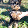 Zusätzliche Fotos: High Quality Teacup Yorkie Puppies Entzückende, liebenswerte und verspielte