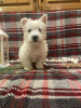 Foto №3. West Highland Terrier Welpen zu verkaufen. Deutschland