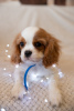 Foto №1. cavalier king charles spaniel - zum Verkauf in der Stadt Prag | 1800€ | Ankündigung № 43858