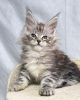 Foto №2 zu Ankündigung № 115127 zu verkaufen maine-coon-katze - einkaufen Deutschland 