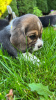 Zusätzliche Fotos: Elite-Beagle-Welpen