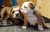 Foto №2 zu Ankündigung № 56170 zu verkaufen englische bulldogge - einkaufen Australien quotient 	ankündigung