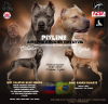 Foto №1. american pit bull terrier - zum Verkauf in der Stadt Uljanowsk | 616€ | Ankündigung № 84673