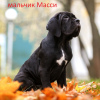 Foto №3. Italienische Cane Corso-Welpen. Weißrussland