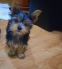 Foto №1. yorkshire terrier - zum Verkauf in der Stadt Tiflis | 473€ | Ankündigung № 97089