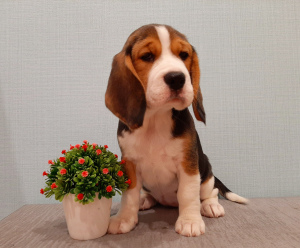 Foto №4. Ich werde verkaufen beagle in der Stadt Tscherepowez. züchter - preis - 395€