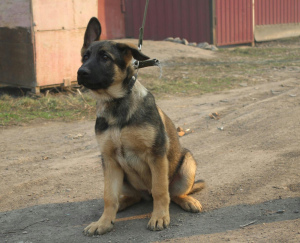 Foto №2 zu Ankündigung № 6176 zu verkaufen deutscher schäferhund - einkaufen Russische Föderation 