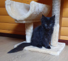 Zusätzliche Fotos: Schwarzes Maine Coon Kätzchen mit weißem Medaillon
