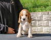 Foto №2 zu Ankündigung № 13617 zu verkaufen beagle - einkaufen Weißrussland vom kindergarten