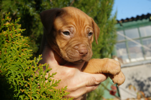 Foto №2 zu Ankündigung № 3881 zu verkaufen american pit bull terrier - einkaufen Ukraine züchter