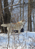 Zusätzliche Fotos: Husky Dymka sucht eine liebevolle Familie mit einem männlichen Anführer!