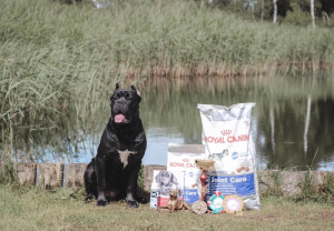 Zusätzliche Fotos: Dog Cane Corso zum Stricken