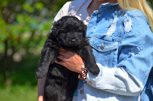 Foto №4. Ich werde verkaufen deutscher schäferhund in der Stadt Mariupol. vom kindergarten - preis - 508€