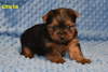 Foto №4. Ich werde verkaufen yorkshire terrier in der Stadt State Line.  - preis - Frei