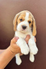 Foto №3. Beagle-Welpen von Top-Show-Eltern. Serbien