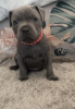 Foto №1. amerikanischer staffordshire terrier - zum Verkauf in der Stadt Wiesbaden | 663€ | Ankündigung № 108833