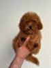 Foto №1. mischlingshund - zum Verkauf in der Stadt Prag | 1800€ | Ankündigung № 44588