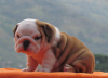 Foto №2 zu Ankündigung № 105988 zu verkaufen englische bulldogge - einkaufen Lettland quotient 	ankündigung