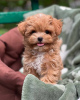 Foto №3. Maltipoo-Welpen, aufgewachsen in einem Familienhaus. Deutschland