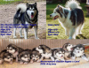 Foto №1. alaskan malamute - zum Verkauf in der Stadt Хаапсалу | verhandelt | Ankündigung № 108125