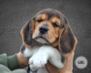 Foto №2 zu Ankündigung № 30673 zu verkaufen beagle - einkaufen Weißrussland vom kindergarten
