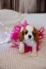 Foto №4. Ich werde verkaufen cavalier king charles spaniel in der Stadt Tallinn. vom kindergarten - preis - 1800€