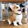 Foto №1. welsh corgi - zum Verkauf in der Stadt Дортмунд | 250€ | Ankündigung № 95724