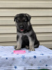 Foto №2 zu Ankündigung № 61494 zu verkaufen osteuropäischer schäferhund - einkaufen Russische Föderation quotient 	ankündigung
