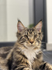 Foto №1. maine-coon-katze - zum Verkauf in der Stadt Вознесенск | 1500€ | Ankündigung № 84469