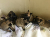 Foto №2 zu Ankündigung № 30215 zu verkaufen belgischer schäferhund - einkaufen Russische Föderation quotient 	ankündigung