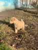 Zusätzliche Fotos: Lakeland-Terrier-Welpen