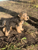 Zusätzliche Fotos: Lakeland-Terrier-Welpen