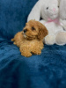 Foto №3. Ein wundervoller kleiner Morkie Maltese Yorkie Biewer. Polen