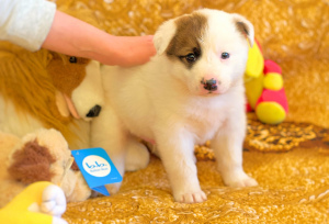 Foto №2 zu Ankündigung № 5760 zu verkaufen mischlingshund - einkaufen Russische Föderation quotient 	ankündigung