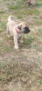 Foto №3. Bullmastiff-Welpen. Serbien