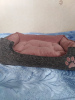 Foto №3. Betten (Bett, Haus, Sonnenliege) für Tiere, Hunde, Katzen usw. in Ukraine