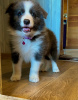 Foto №4. Ich werde verkaufen border collie in der Stadt Kursk. züchter - preis - 739€