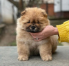 Foto №1. chow-chow - zum Verkauf in der Stadt Schöneiche | 300€ | Ankündigung № 90333