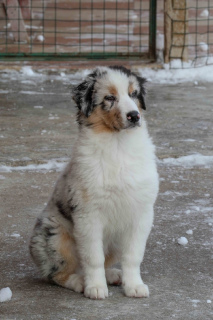 Foto №2 zu Ankündigung № 1550 zu verkaufen australian shepherd - einkaufen Russische Föderation vom kindergarten