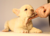 Foto №4. Ich werde verkaufen französische bulldogge in der Stadt Stavropol. züchter - preis - 1€