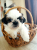 Foto №3. Shih Tzu Welpen. Weißrussland